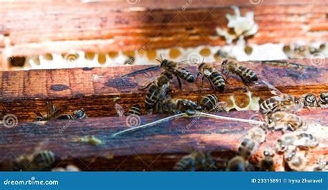 Bees on honeycomb stock image. Image of closeup, detailed - 23315891