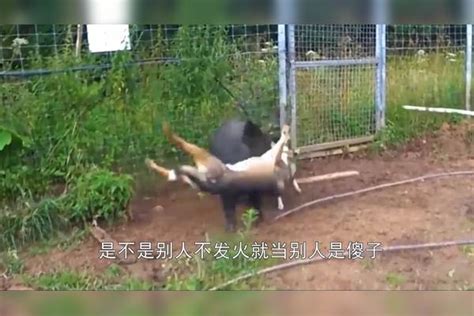 200斤野猪遭猎犬疯狂撕咬，咬猪不咬脸这下猎犬倒霉了猎犬野猪