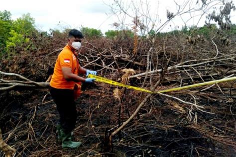 Polisi Selidiki Kebakaran Hutan Lahan Di Palangka Raya ANTARA News