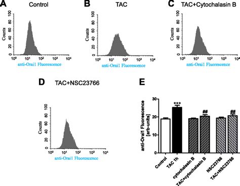 Cell Membrane Orai Abundance In Mcf Cells Following Mar Activation