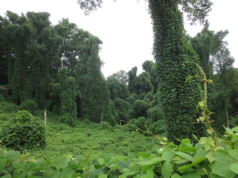 Maryland Biodiversity Project Kudzu Pueraria Montana Var Lobata