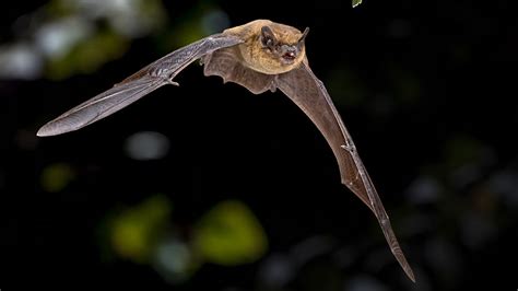 50 Fascinating Facts About Bats 2024s Ultimate Guide