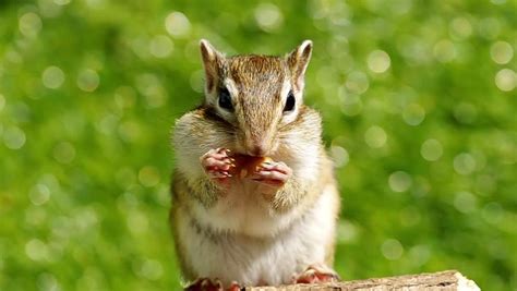 Cute Chipmunk Eating Walnut Stock Footage Video 4180145 Shutterstock