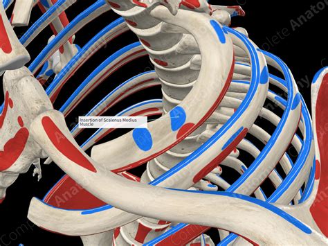 Insertion Of Scalenus Medius Muscle Complete Anatomy