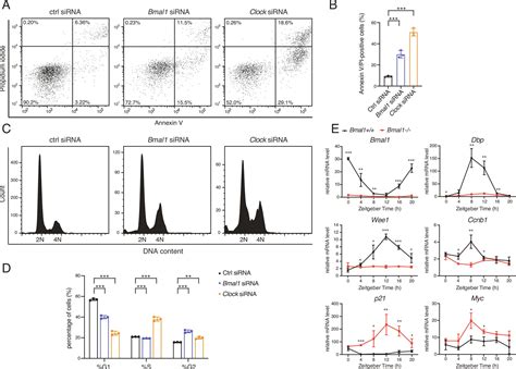 Circadian Regulator Bmal Clock Promotes Cell Proliferation In