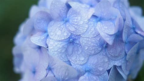 Fondos De Pantalla Flores Fotograf A P Rpura Gotas De Agua Azul