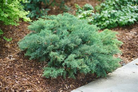 How to Grow & Care for Juniper Shrubs & Trees | Garden Design