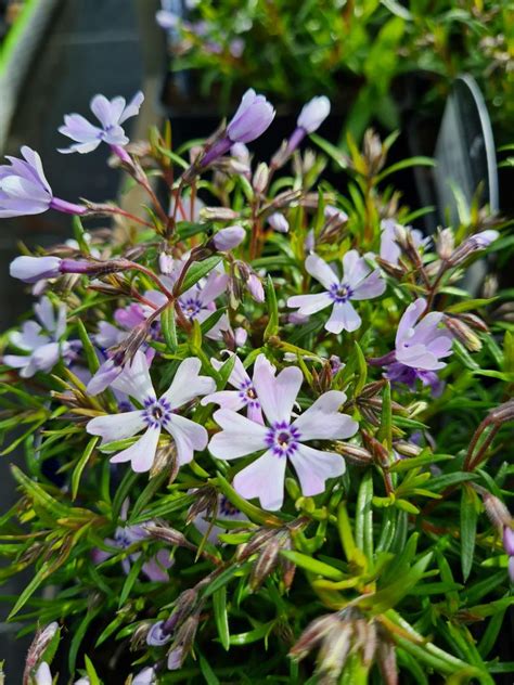 Floks Płomyk szydlasty Blue Violet Ogrodowe Rośliny