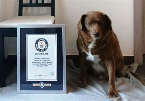 Bobby A Portuguese Dog Becomes The Biggest Dog In The World