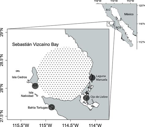 Map of the study area in Sebastian Vizcaino Bay (SVB), Baja California ...