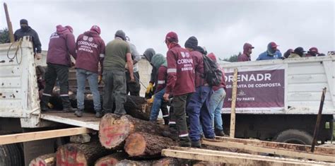 Refuerzan En Morelos Acciones Contra Tala Clandestina La Comadre 101