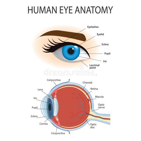 Anatomical Diagram Of The Human Eye Cross Section Of A Sense Organ