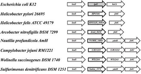 Genes encoding putative lipoproteins of unknown function are found... | Download Scientific Diagram