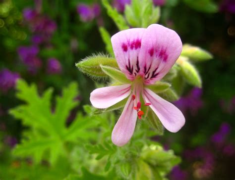 pelargonium graveolens