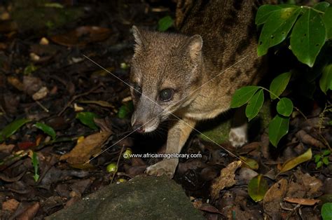 Photos And Pictures Of Fanaloka Or Malagasy Striped Civet Fossa