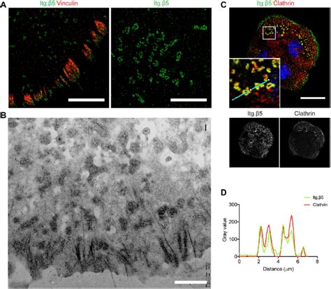 Integrin αVβ5 clusters are present in both FAs and flat clathrin