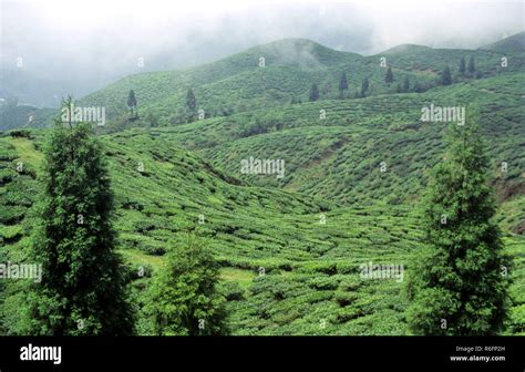 Tea Estate, Darjeeling, India Stock Photo - Alamy