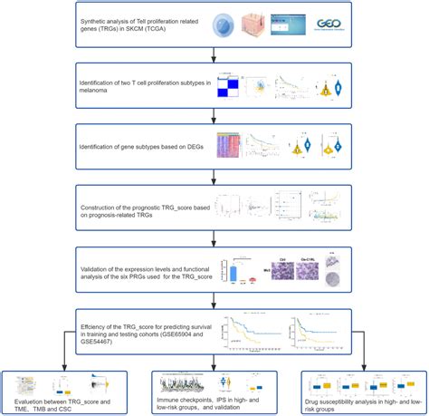 Development And Validation Of A Novel T Cell Proliferation Related