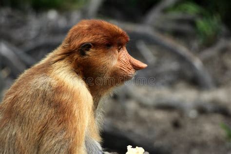 Pig Tailed Langur Stock Photos - Free & Royalty-Free Stock Photos from ...