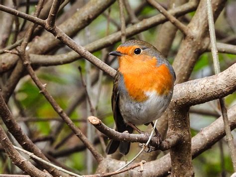 Robin Burung Penyanyi Foto Gratis Di Pixabay Pixabay