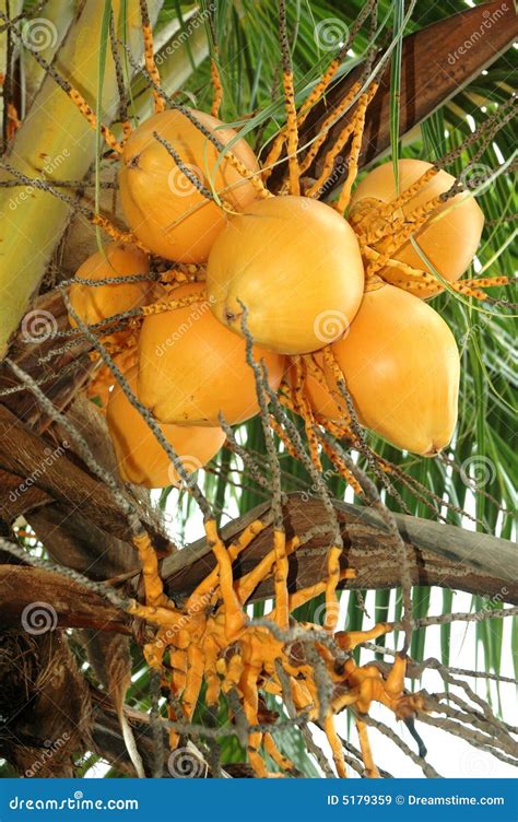 Ripe Coconut Palm Stock Image Image Of Grow Leaf Exotic 5179359