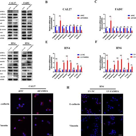 Fam A Promotes Emt Through Wnt Catenin Signaling Pathway And