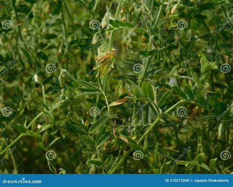 Lentil Plant Growing Close Up. Stock Photo - Image of garden, farming: 210215260