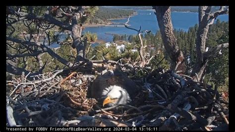 Video: Big Bear bald eagle Shadow 'wing slaps' as raven swoops - Los Angeles Times