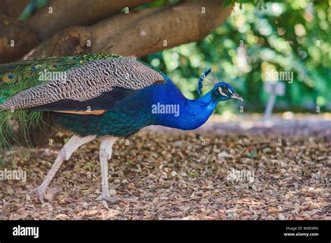 Beautiful Peacock Walking Around At Los Angeles County Arboretum