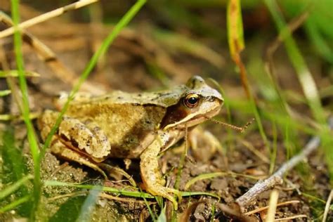 What Do Frogs Eat 15 Common Foods You Need To Know Animaltriangle