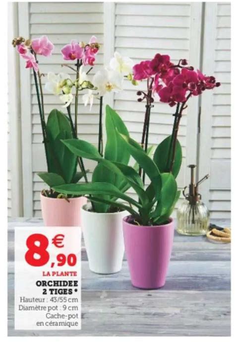 Promo Orchid E Tiges Chez Hyper U Icatalogue Fr