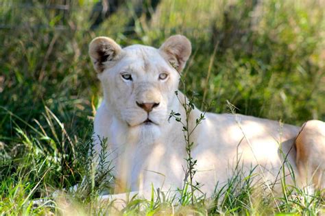 White Lioness by yaelzivan on DeviantArt