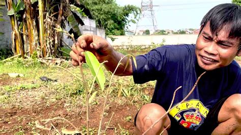 Pohon Bibit Durian Rontok Daun Dan Daun Menguning YouTube