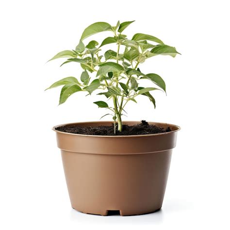 Premium Ai Image Pepper Plant In Pot Isolated On White Background