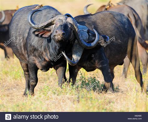 African Buffalo Attack Stock Photos And African Buffalo Attack Stock