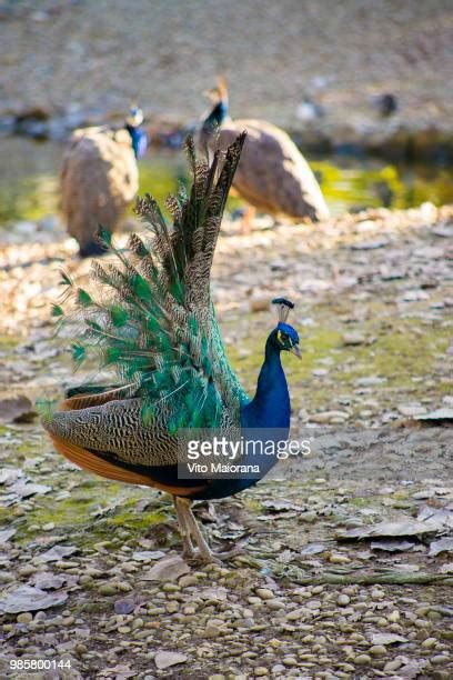 Pavone Photos And Premium High Res Pictures Getty Images