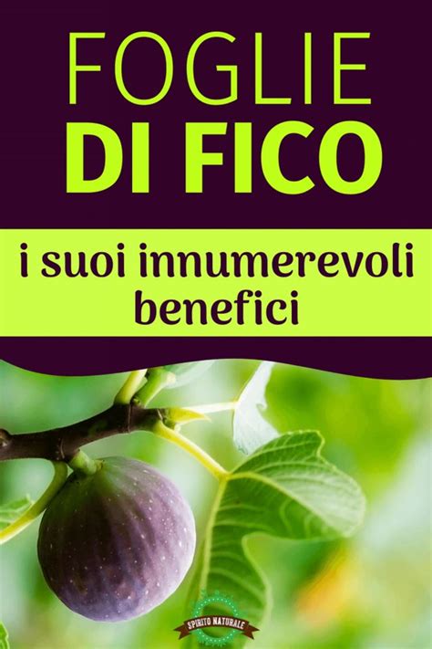 Foglie Di Fico Propriet Benefici E Come Preparare Linfuso Pane E