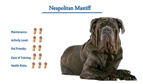 Neapolitan Mastiff Dog Breed Everything You Need To Know At A Glance