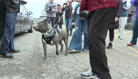 Dog That Spent Nearly 600 Days At Ohio Shelter Gets Limo Ride To New