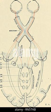 Anatomie descriptif et appliquée L anatomie La localisation