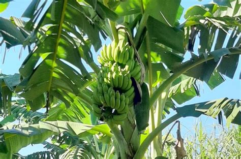 Umuarama Produtores Interessados No Cultivo Da Banana Brs Princesa