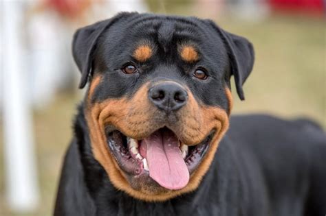 National Dog Show 2024 Rottweiler - Edythe Vivian