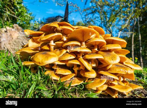 Armillaria Mellea La Miel Es Un Hongo Hongos Basidiomicetos