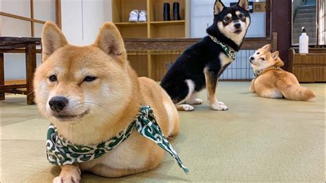 🇯🇵🐶🐕 4k My First Experience At A Shiba Inu Dog Cafe In Japan Youtube