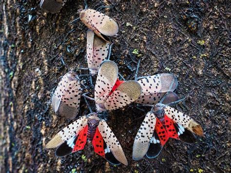 Spotted Lanternfly Infestation! - Doylestown, PA Patch