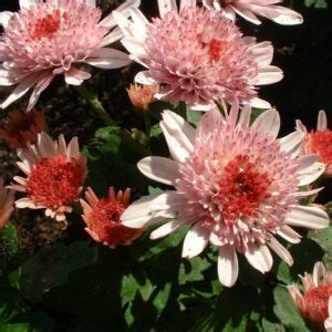 Garten Chrysantheme Herbst Chrysantheme Blüte rosa Chrysanthemum