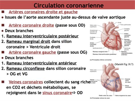 Cours Syst Me Cardiovasculaire Flashcards Quizlet