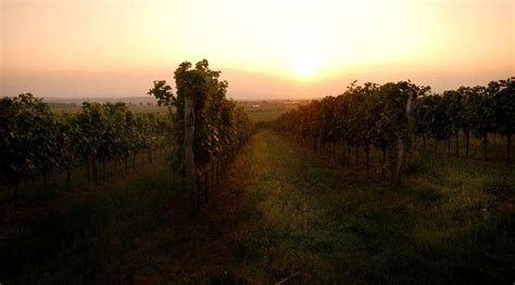 2015 Weingut Rosi Schuster Sankt Laurent Burgenland Østrig