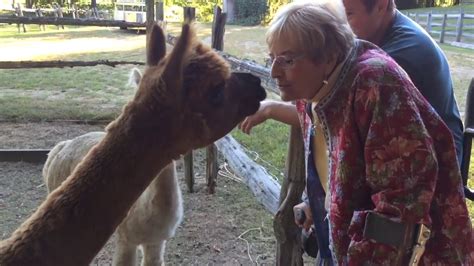 Granite State Alpacas A Special Visit YouTube