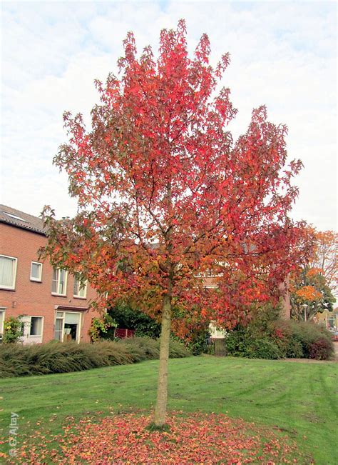 Amberbaum Worplesdon Kaufen Garten Von Ehren